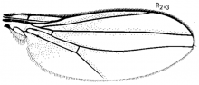 Leiomyza laevigata, wing