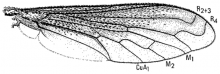 Lepidophora lutea, wing