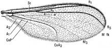 Catotricha subobsoleta, wing
