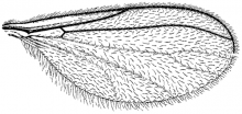 Catocha slossonae, wing
