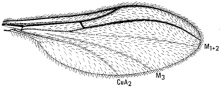 Strobliella intermedia, wing