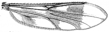 Heteromyiafasciata, wing