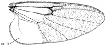 Jenkinshelea magnipennis, wing