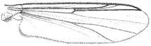 Orthocladius decoratus, wing