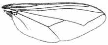 Plagioneurus univittatus, wing