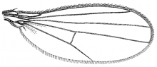 Achalcus utahensis, wing