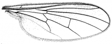 Hybos reversus, wing