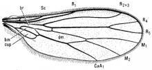 Roederiodes recurvatus, wing