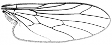 Hormopeza brevicornis, wing