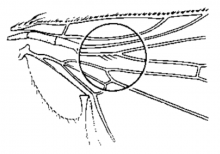 Xenochaetina muscaria, wing base