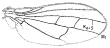 Xenopterella beameri, wing