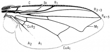 Neomyia cornicina, wing