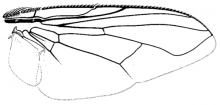 Synthesiomyia nudiseta, wing