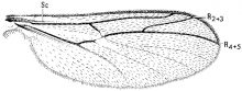 Ditomyia potomaca, wing