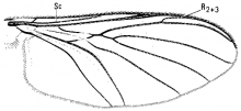 Macrocera variola, wing