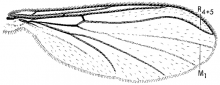 Baeopterogyna nudipes, wing