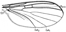 Drepanocercus ensifer, wing