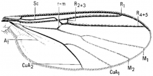 Synapha tibialis, wing