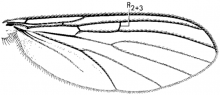 Acomoptera plexipus, wing