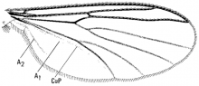 Allodia ornaticollis, wing