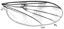 Zygomyia ornata, wing