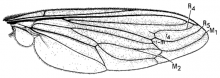 Heteromydas bicolor, wing