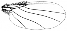 Cremersia spinicosta, wing