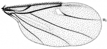Chonocephalus americanus, wing