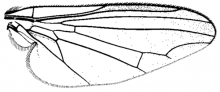 Calotarsa insignis, wing