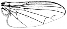 Platypeza consobrina, wing