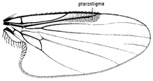 Microsania, wing