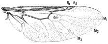 Nemotelus kansensis, wing