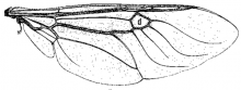 Anoplodonta nigrirostris, wing