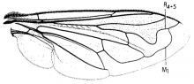 Merodon equestris, wing