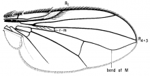 Chaetostigmoptera crassinervis, wing