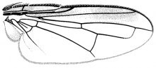 Catharosia lustrans, wing