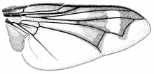 Euthera tentatrix, wing