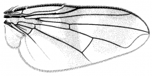 Oestrophasia signifera, wing
