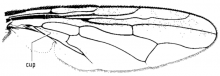 Toxotrypana curvicauda, wing