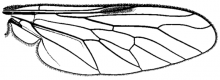 Ozodiceromya signatipennis, wing