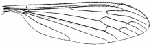 Cylindrotoma distinctissima americana, wing