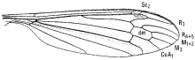 Liogna nodicornis, wing