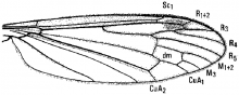 Hexatoma (Eriocera) longicornis, wing