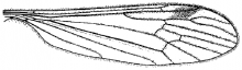 Phyllolabis encausla, wing
