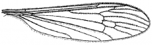 Pseudolimnophila noveboracensis, wing