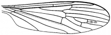 Erioptera (Hoplolabis) armata, wing
