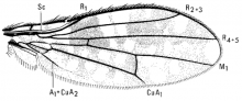 Spilochroa ornata, wing