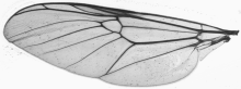 Stratiomyidae, wing