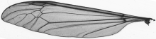 Tipulidae, wing