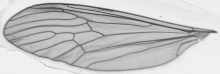 Trichocera, wing